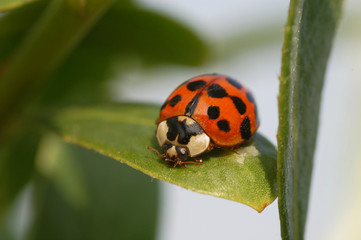 coccinella