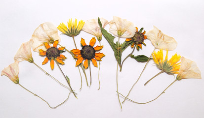 Abstract arrangement of pressed flowers of summer