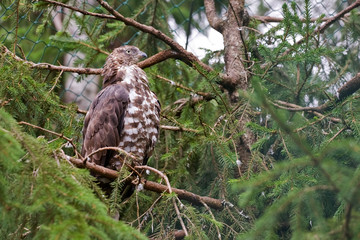 hawk sits on a tree