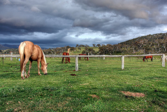 Snowy Mountains Horse Trekking Adventure