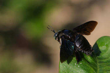 black bee