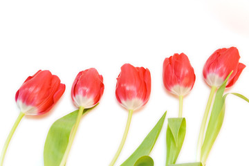 red tulips isolated on white. valentine's day