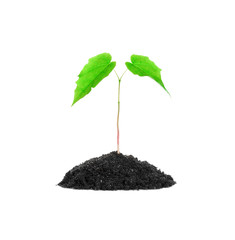 Small growing green plant isolated