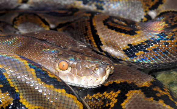Closeup image of camouflaged python
