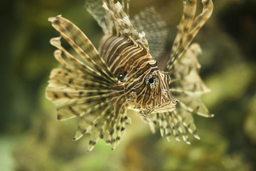 Fototapeta na wymiar Lionfish 9535