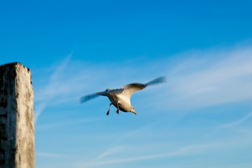 Möwe im Abflug