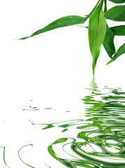 Fototapeta premium feuilles du bambou de la chance