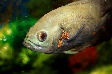 Fish Closeup
