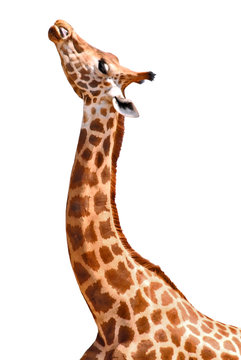 Détourage girafe tête et cou