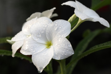 fleurs blanches de frangipanier sous la pluie