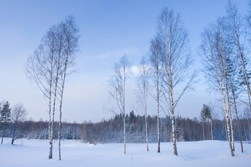 Winter landscape with birch trees