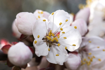Cherry tree branch in bloom