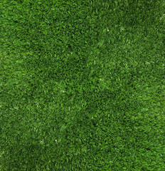 Obraz premium Green grass