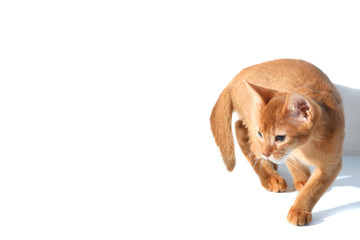 fun cat