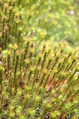 Mousses dans une tourbière