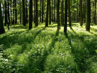 Auwald 7