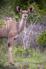 A female kudu, a large species of antelope