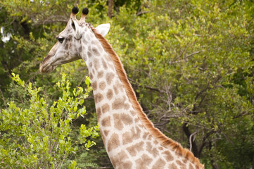 Giraffe in kruger national park