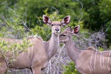 Kudu mother with her cub