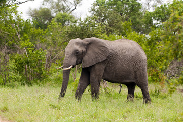 Elephant in Kruger Park