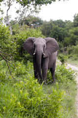 Obraz premium Elephant in Kruger Park