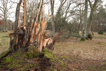 tree torn off by the wind
