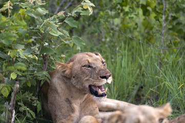Lion family eating their prey
