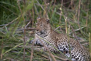 Leopard Resting in Kruger Park