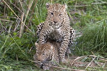 Naklejka na ściany i meble Mating leopard in Kruger Park