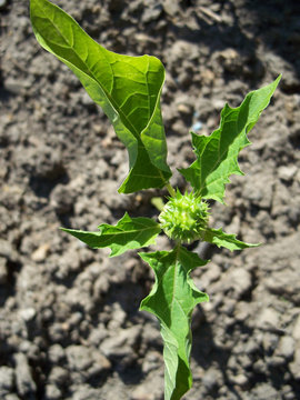 Gemeiner Stechapfel - Datura stramonium