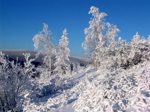 Zeya, Winter, Fairy forest, taiga, tundra, Siberia, far east