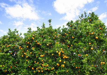 Fototapeta na wymiar plantacji pomarańczy -