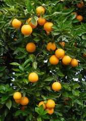 oranges on a tree