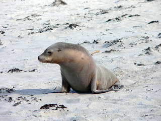 Naklejka premium sealion