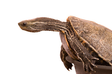 Caspian  turtle isolated on white background