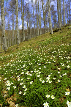 fioritura di sottobosco