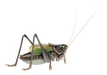 Grasshopper - Gampsocleis gratiosa