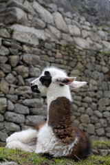 Machu Picchu Llamas