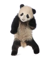 Abwaschbare Fototapete Panda Großer Panda (6 Monate) - Ailuropoda melanoleuca