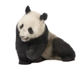 Cercles muraux Panda Panda géant (18 mois) - Ailuropoda melanoleuca