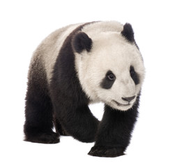 Giant Panda (18 months) - Ailuropoda melanoleuca © Eric Isselée