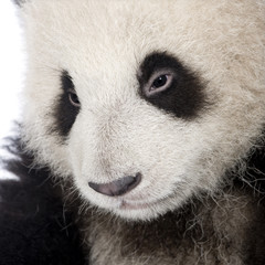 Fototapeta premium Giant Panda (6 months) - Ailuropoda melanoleuca