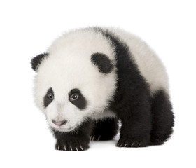 Fototapeta premium Giant Panda (4 miesiące) - Ailuropoda melanoleuca
