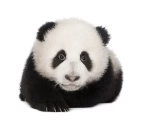 Crédence de cuisine en verre imprimé Panda Panda géant (4 mois) - Ailuropoda melanoleuca