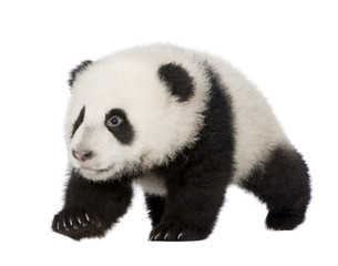 Giant Panda (4 months) - Ailuropoda melanoleuca