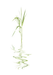 Fototapeta na wymiar Bambusa liści trawy