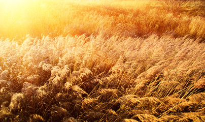 autumn yellow grass and sunset