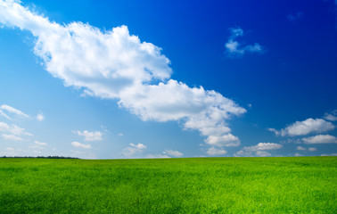 green field and blue sky