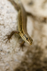 Lagartija