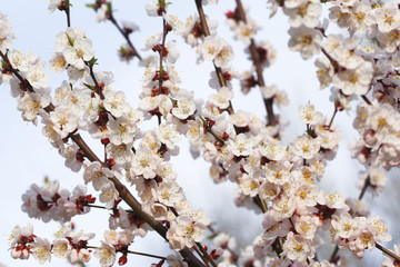 Fototapeta premium Almond in bloom